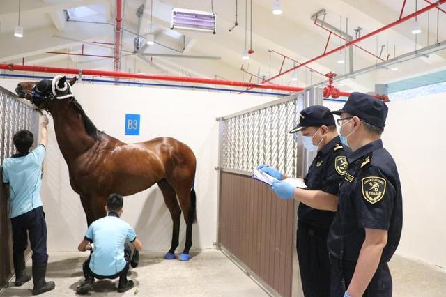 大乐透期号,专家精准推,四岁马赛事,香港赛马会主页,赛程安排,赛果查询,马匹资料,比赛分析
